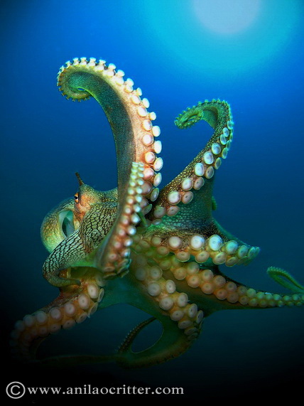 IMG_3927..jpg (428×571) | Octopus photography, Underwater macro ...